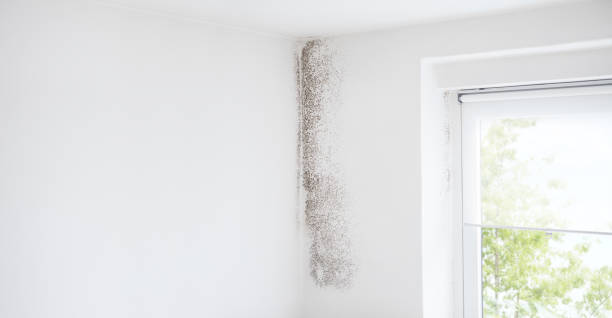  Georgetown, OH Mold Removal Pros